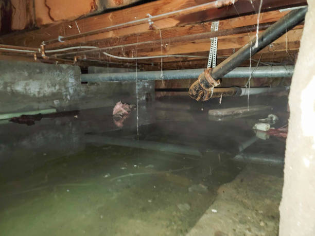 Best Professional water damage repair  in St Elmo, IL