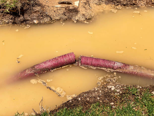 Best Water damage restoration services  in St Elmo, IL
