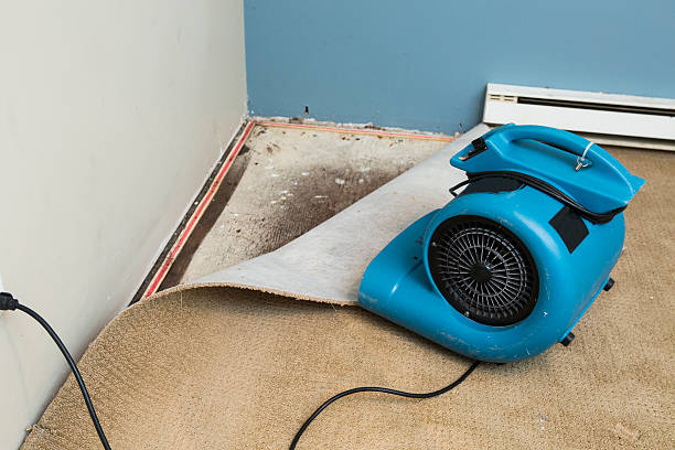 Best Water damage cleanup near me  in St Elmo, IL